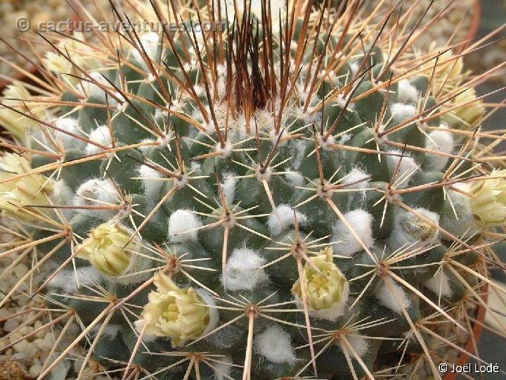 Mammillaria linaresensis Dscf7491